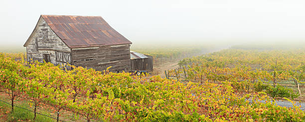 paisaje de viñedos panorámica - california napa valley vineyard farmhouse fotografías e imágenes de stock