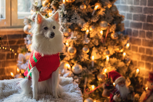 Portrait of cheerful dog sitting in a chair by Christmas tree. Christmas for pets concepts
