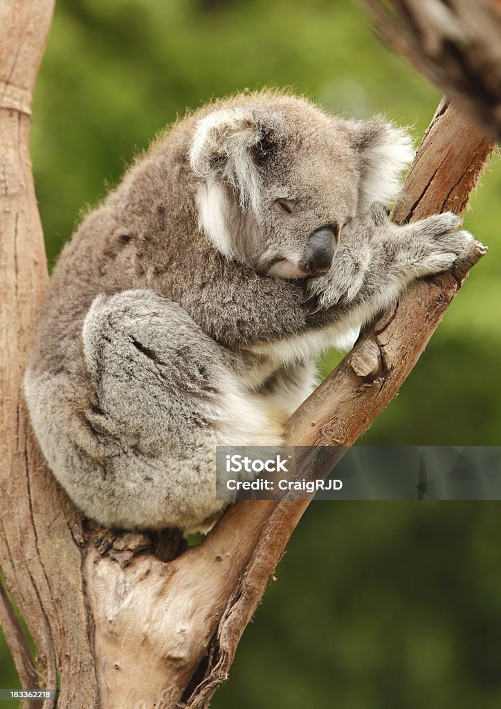 Koala en el "sleep mode", - Foto de stock de Aire libre libre de derechos