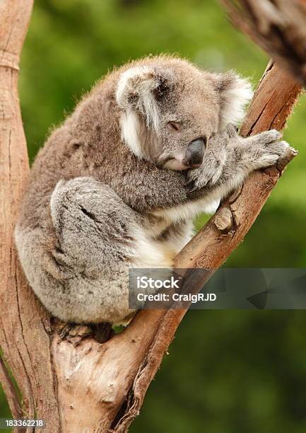 Koala En El Sleep Mode Foto de stock y más banco de imágenes de Aire libre - Aire libre, Animal, Animales salvajes