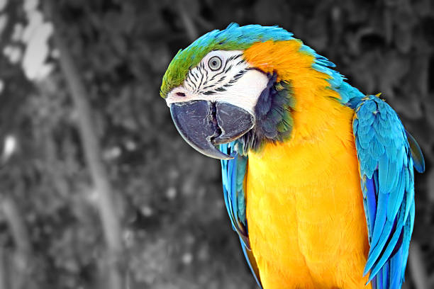 Curious Parrot stock photo