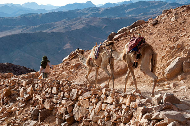 бедуин ведущих верблюдов в пустыне из mt. синая - sinai peninsula стоковые фото и изображения