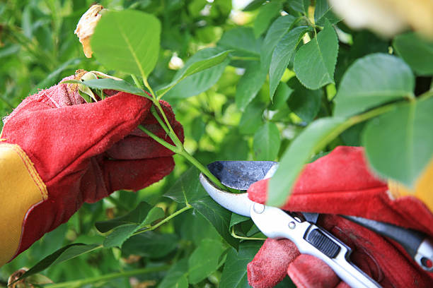 My wife trimming the rose bushes in our garden.