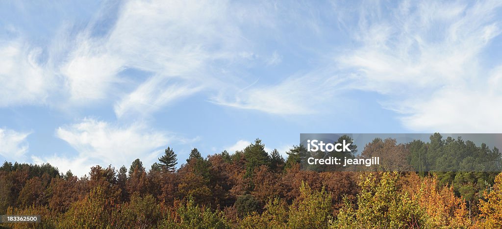 Jesień treetops - Zbiór zdjęć royalty-free (Bez ludzi)
