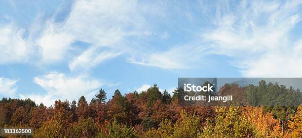 Jesień Treetops - zdjęcia stockowe i więcej obrazów Bez ludzi - Bez ludzi, Drzewo, Drôme