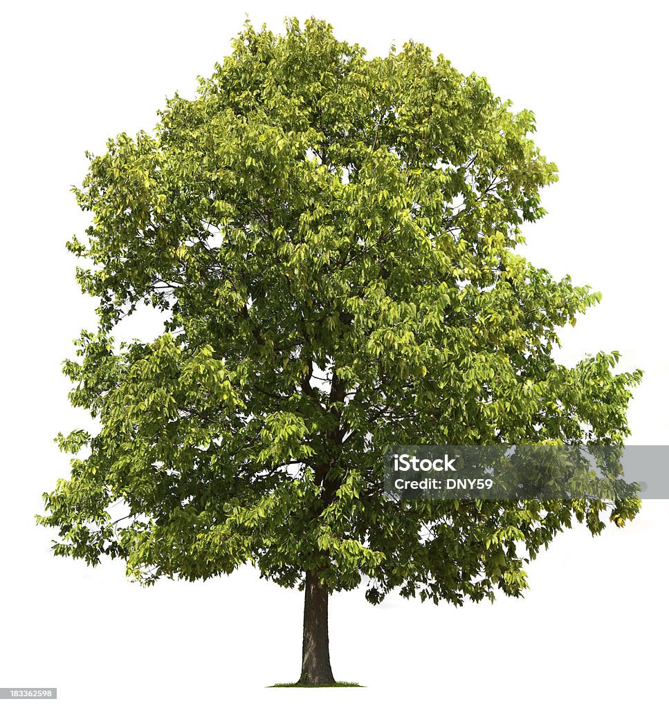のツリー - ニレ属のロイヤリティフリーストックフォト