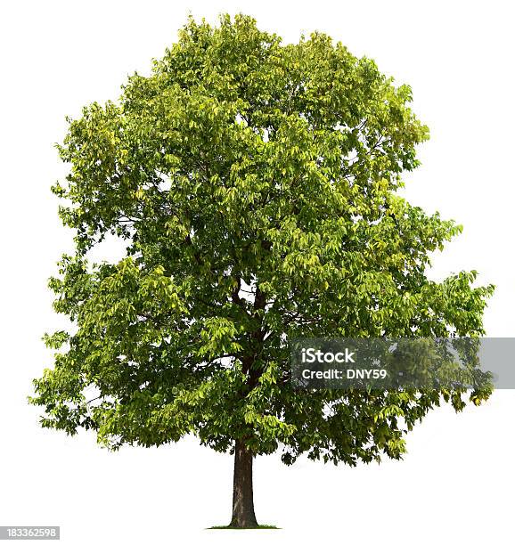 のツリー - ニレ属のストックフォトや画像を多数ご用意 - ニレ属, 白背景, 樹木
