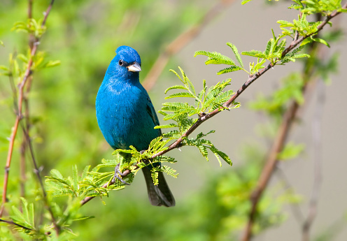 Indigo Bunting - Male.