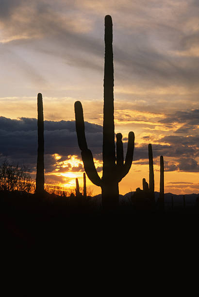 istock Saguaro Cactus and Sunset, Arizona. 183363105