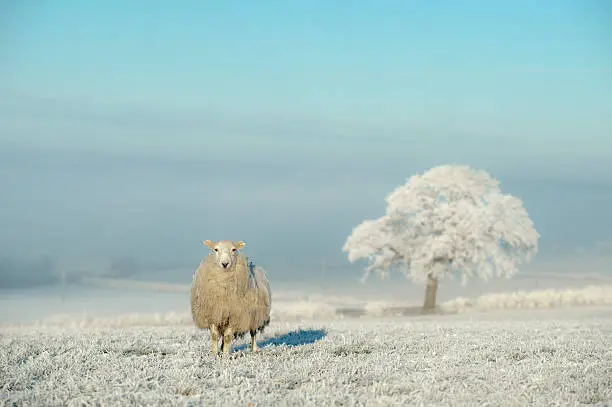 Photo of rural england in winter