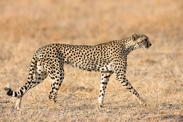 istock African Cheetah on the Plains 183363170