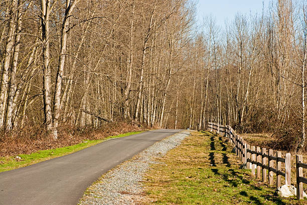 In the winter, the alder trees are bare along the Riverwalk Trail by the Puyallup River. The Riverwalk Trail is in Puyallup, Washington State, USA.