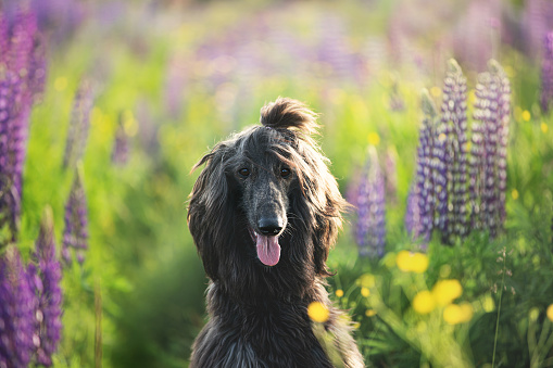 Close-up Portrait of young and beautiful afghan hound dog in the lupine field