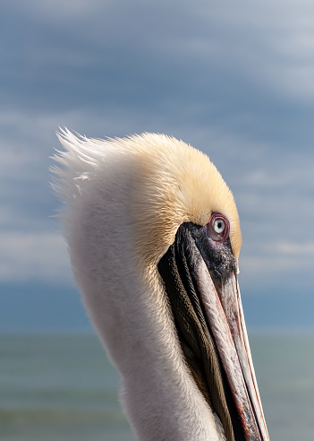 A pelican poses for a portrait on a pier in Florida