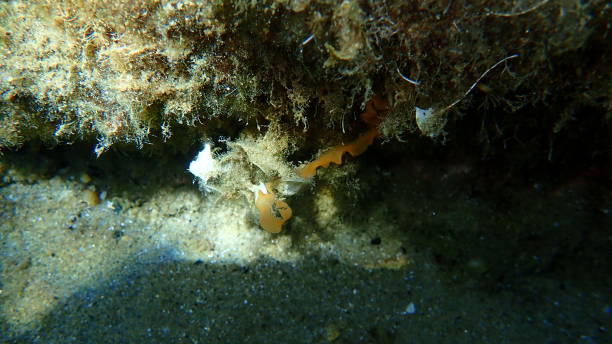 istock Nudibranch egg mass on sea bottom, Aegean Sea 1833634320