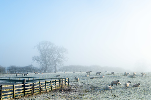 A flock of sheep graze in a meadow on a frosty Welsh morning