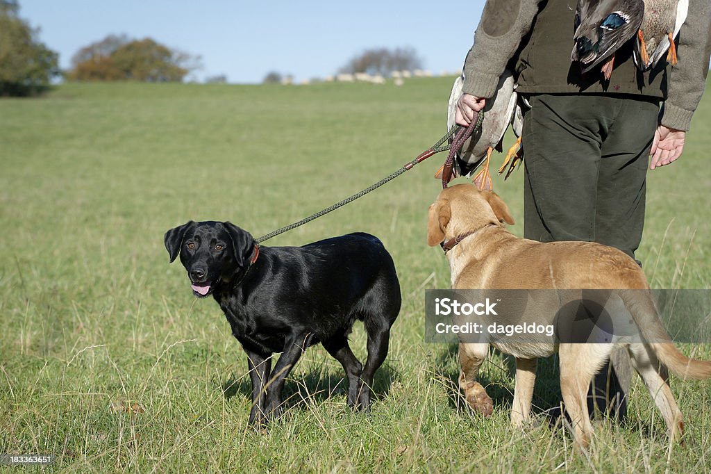 Homeward bound - Photo de Chasser libre de droits