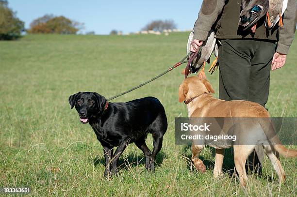 Homeward Ligado - Fotografias de stock e mais imagens de Animais caçando - Animais caçando, Pato - Ave aquática, Cor preta