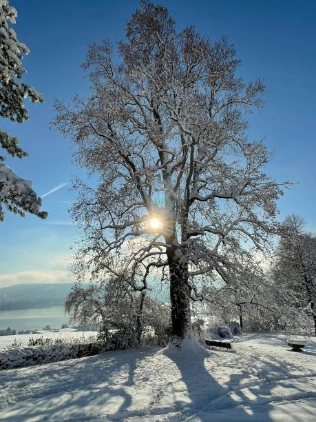 Snow covered winter landscape Luzern, Switzerland