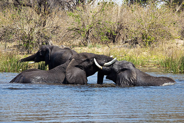 istock Two african elephants playing in the water 183363995