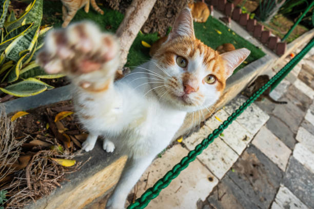 Cat Pawing Cat pawing towards camera slaping stock pictures, royalty-free photos & images