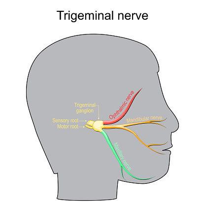 Trigeminal neuralgia. Cranial nerve. Human head with Trigeminal ganglion, Motor and Sensory root, ophthalmic, mandibular and maxillary nerves. Peripheral nervous system. Vector diagram