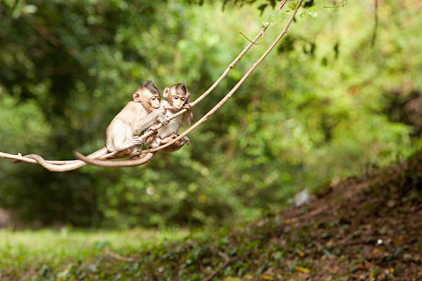 원숭이 on 바인 스톡 사진