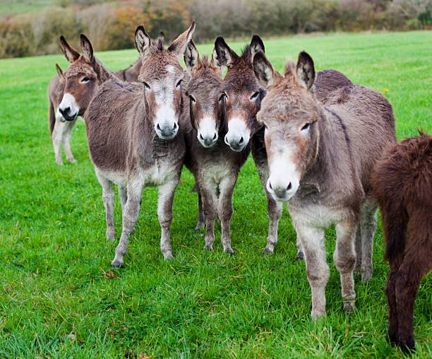 istock Herd of donkeys 183364402