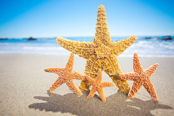 istock Star Fish Family 183364427