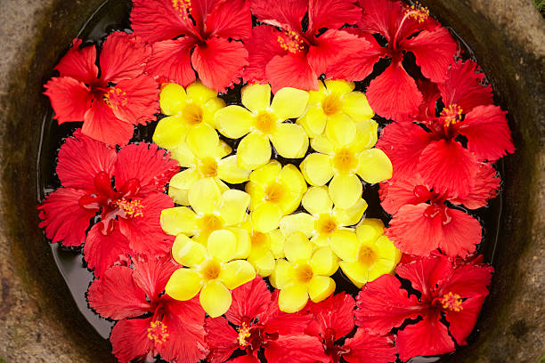 istock Chinese hibiscus and yellow frangipani 183364502