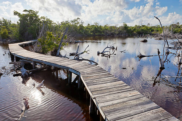 tarpon lake walk, little cayman - hurricane ivan 個照片及圖片檔