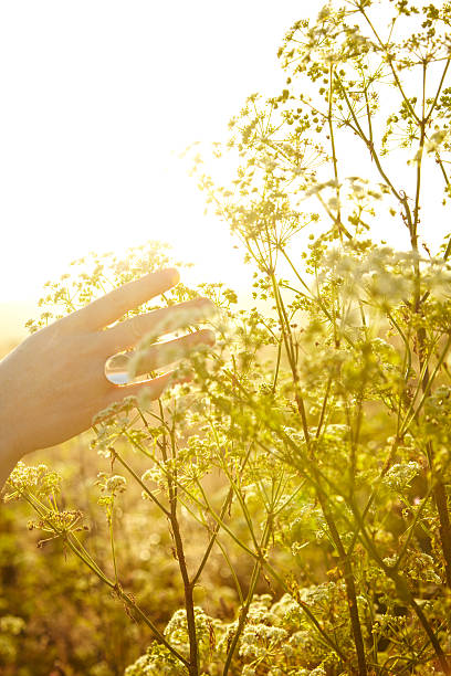 istock Woman's hand touching plant in nature 183364581