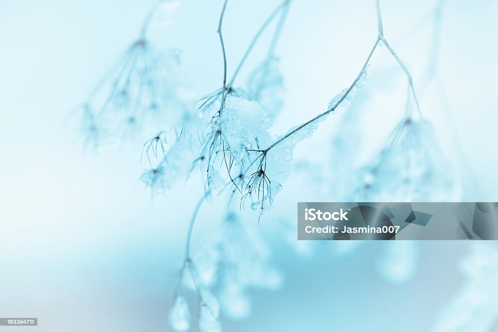 Замороженные кружево в стиле королевы Анны wildflowers - Стоковые фото Абстрактный роялти-фри