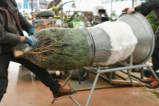 istock Salesman being wrapped up a Christmas tree packed in a plastic net 1833647414