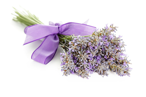 Bunch of lavender with purple ribbon, on white background