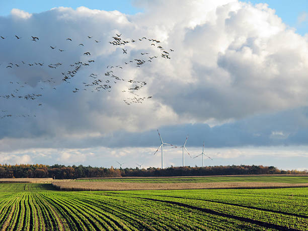 guindaste bando de pássaros no campo de outono com turbina eólica - vogelzug imagens e fotografias de stock