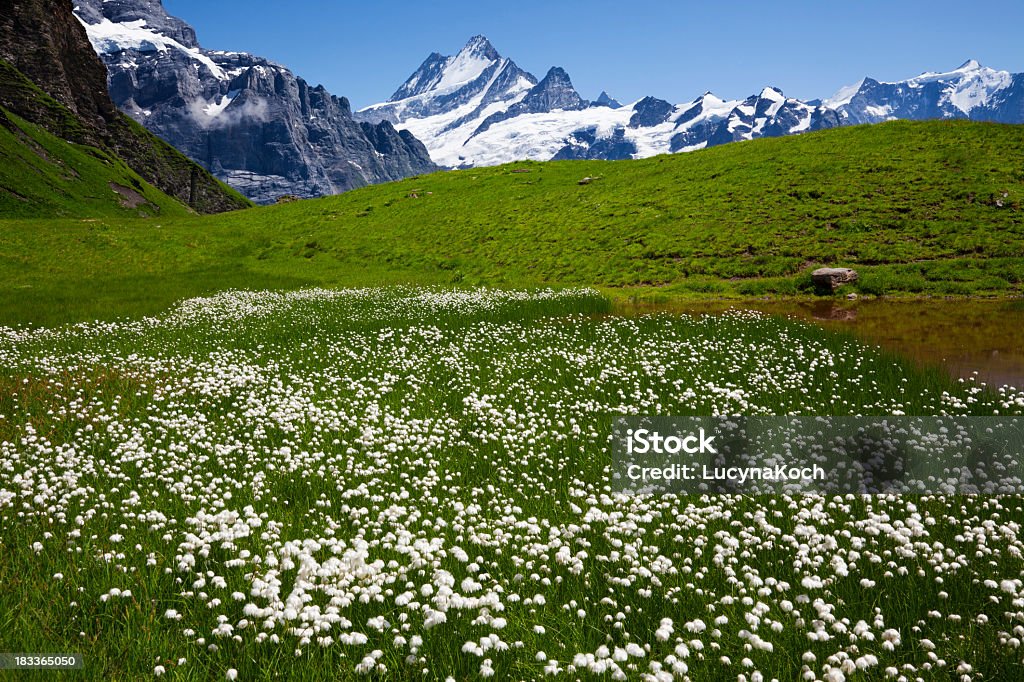 Sommer-Wiese - Lizenzfrei Alpen Stock-Foto