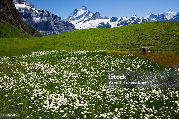 Sommerwiese Stockfoto und mehr Bilder von Alpen - Alpen, Wiese, Berg