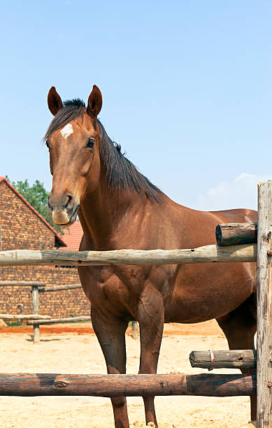 istock Elegant Horse in his Pen 183365348