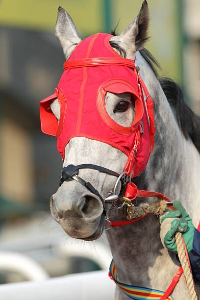 istock Horse head with Red Blinders 183365350