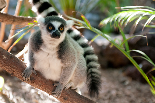 Close up horizontal image depicting a cute lemur looking directly at the camera with its intense, piercing orange eyes. In the background, green foliage and trees are pleasantly blurred out of focus, with focus on the lemur in the foreground. Lots of room for copy space.