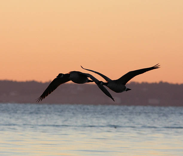 istock Canadian Geese Flying Silhouette 183365512