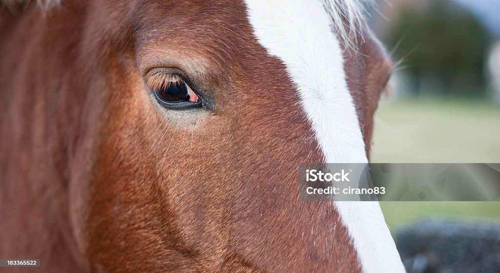 Ritratto di Close-Up bellissimo cavallo - Foto stock royalty-free di Allerta