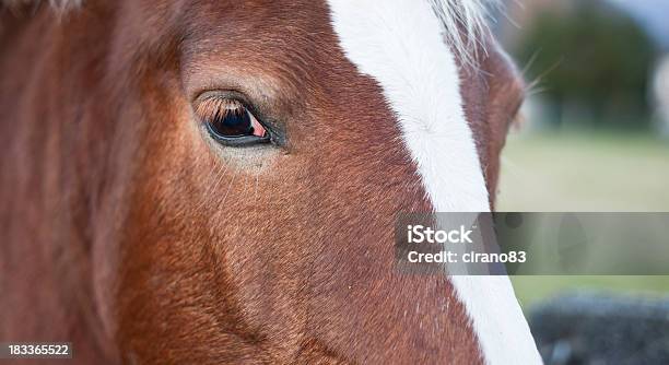 Foto de Lindo Cavalo Retrato De Closeup e mais fotos de stock de Adestramento - Adestramento, Alazão - Cor de Cavalo, Animais Machos