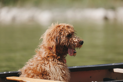 A close up shot of a doodle pup in a canoe.