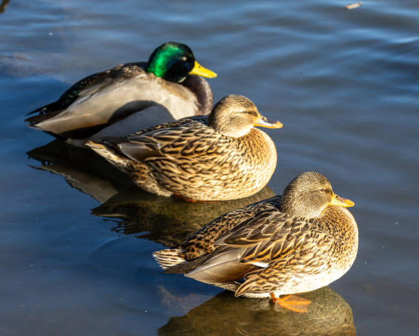 istock Mallard ducks resting and catching some sun in Burnaby Lake, Burnaby, BC, Canada. 1833656319