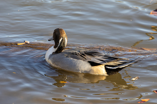 A male northern pintail right after washing, with a drop of water on its head in Burnaby Lake, Burnaby, BC, Canada.