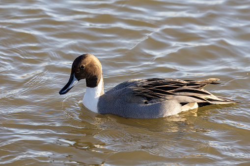 A male northern pintail right after washing, with drops of water on its head in Burnaby Lake, Burnaby, BC, Canada.