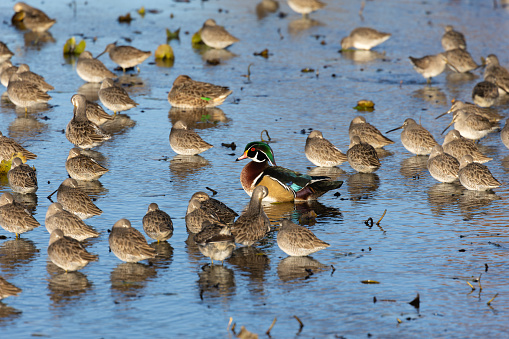 A male wood duck among sleeping and resting long-billed dowitchers in Burnaby Lake, Burnaby, BC, Canada.