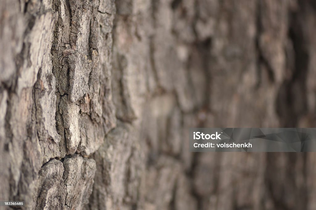 Oak Bark Close-up "Oak bark texture for background, with differential focus." Abstract Stock Photo